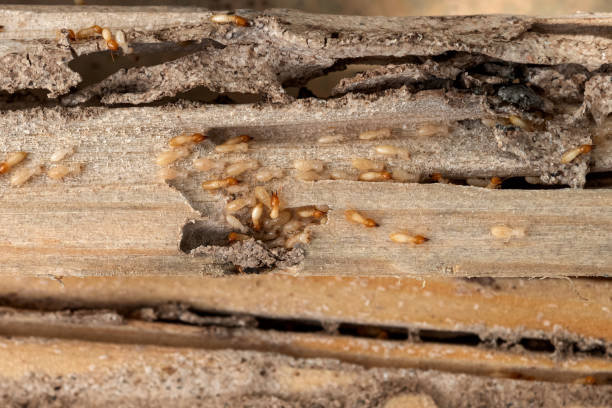 Best Wildlife Control Services  in Spring Mount, PA